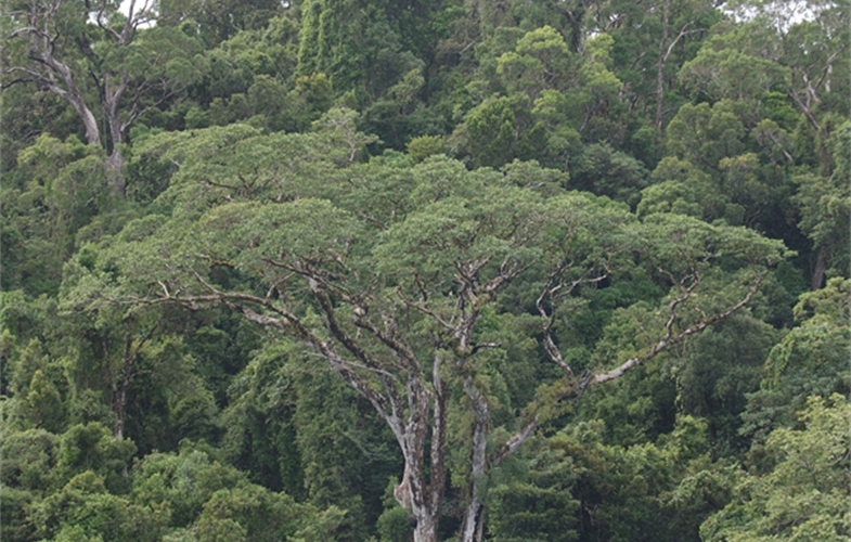 Masola rainforest, Madagascar CREDIT: Julie Larsen Maher/WCS